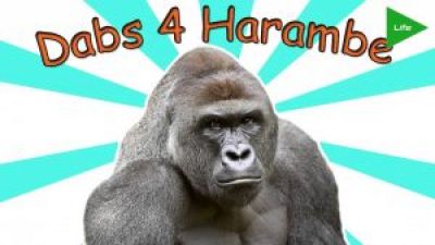 HARAMBE Has A WEED STRAIN on theFeed! Photo